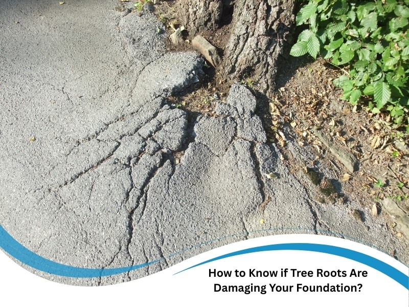 How to Know if Tree Roots Are Damaging Your Foundation?