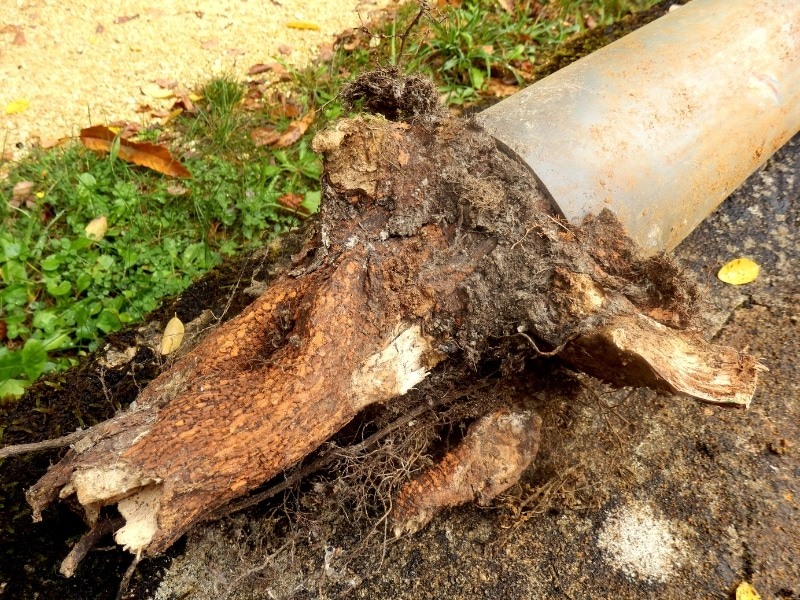 A mass of tree roots pulled out of a drain pipe and lying on the excavated ground beside it