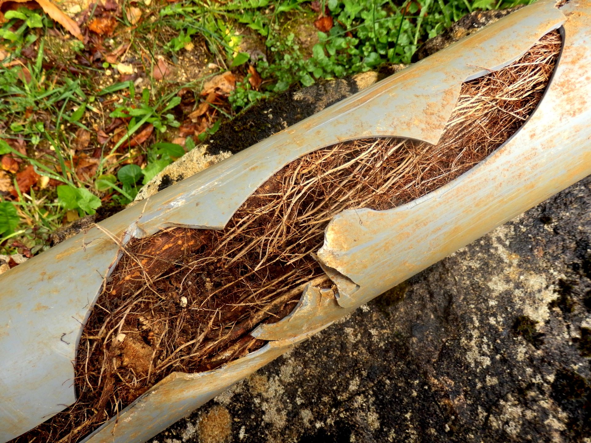 Tree root in pipe Tree Root Damage Services