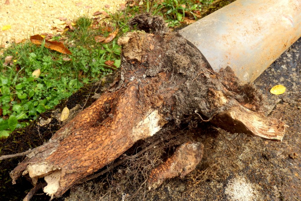 Image presents tree roots blocking drain pipe
