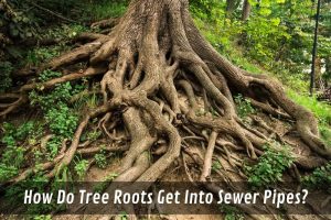 Image presents How Do Tree Roots Get Into A Sewer Pipe