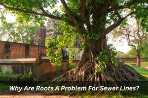 Image presents Why Are Roots A Problem For Sewer Lines - Sewer Line Problems